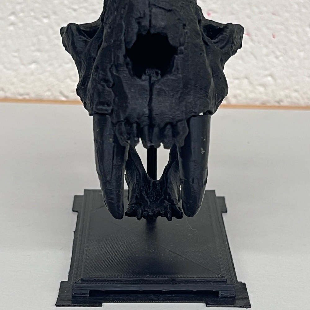 Sabertooth Tiger Skull model |3D Printed | Valued~45$ PLA quality